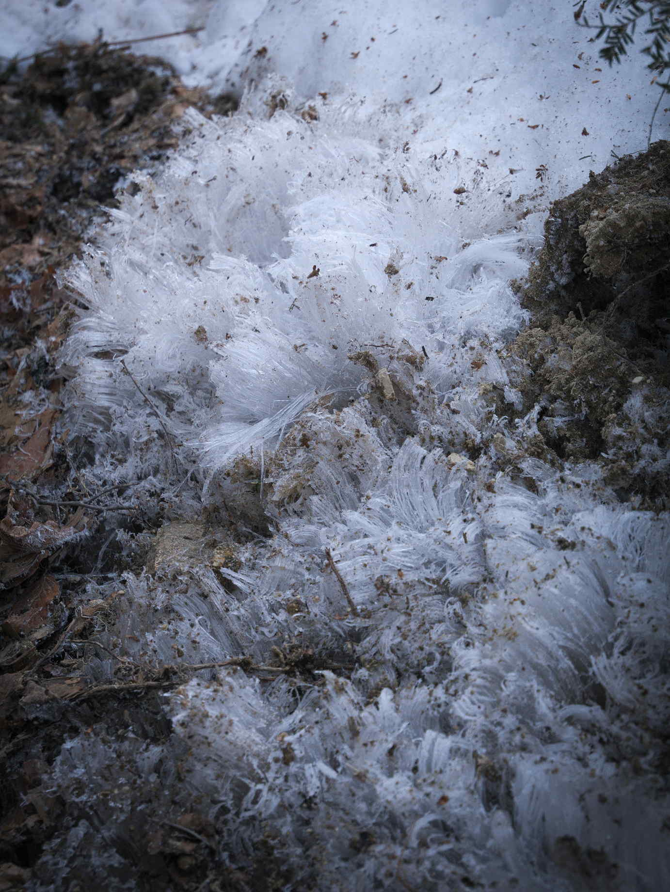 Needle Ice