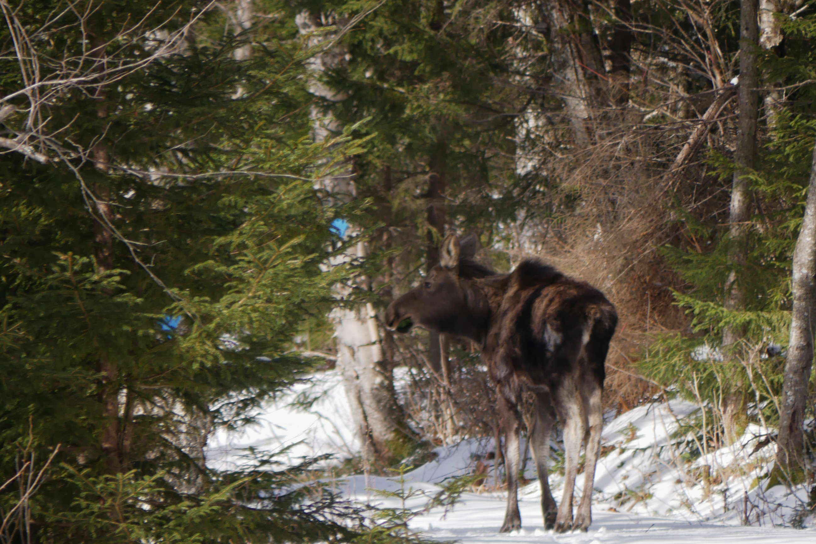 moose